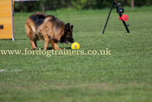 New Dumbbell Design for German Shepherd Training